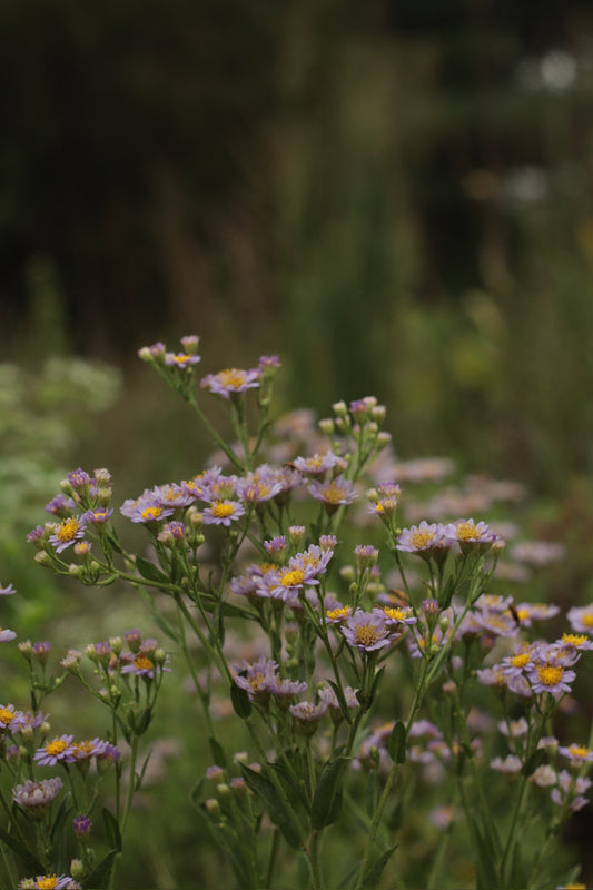 The Allure of Aster ‘Jindai’ at Natchez Glen House