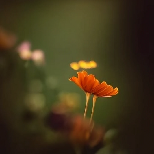 A Letter to New Gardeners: Embracing the Journey