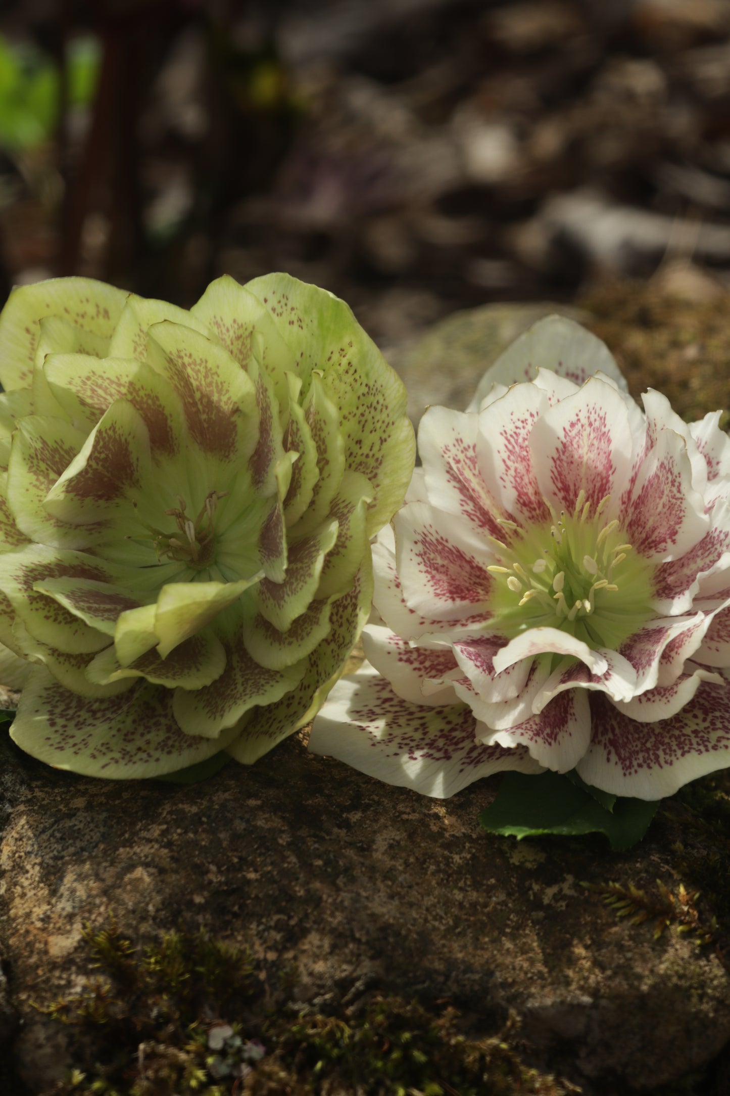 Spring Hellebore Garden - Sold Out