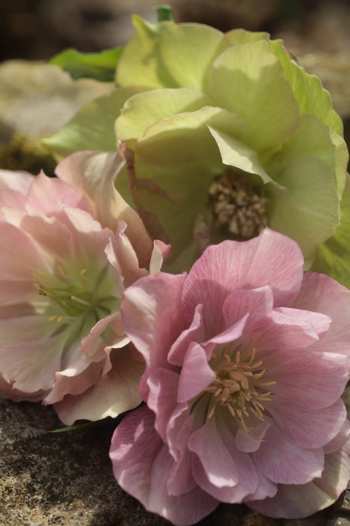 Spring Hellebore Garden - Sold Out