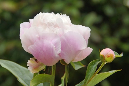 Curated Peony Trio: Jacorma, Catharina Fontijn & Steve's Choice