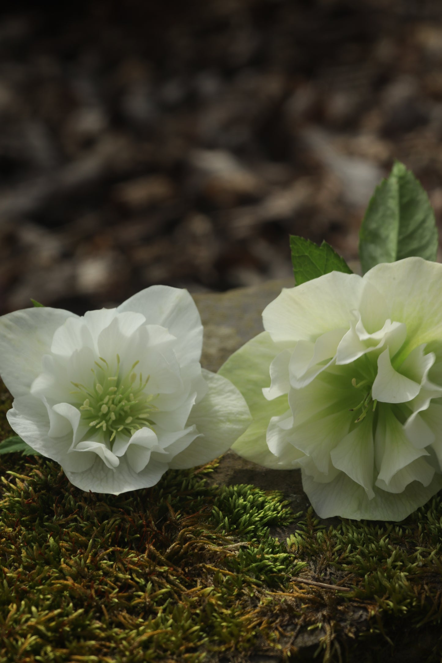 Spring Hellebore Garden - Sold Out