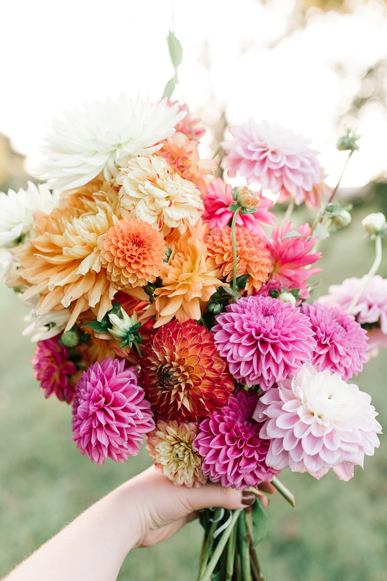 Dahlia Workshop at Natchez Glen House April 26th 3pm