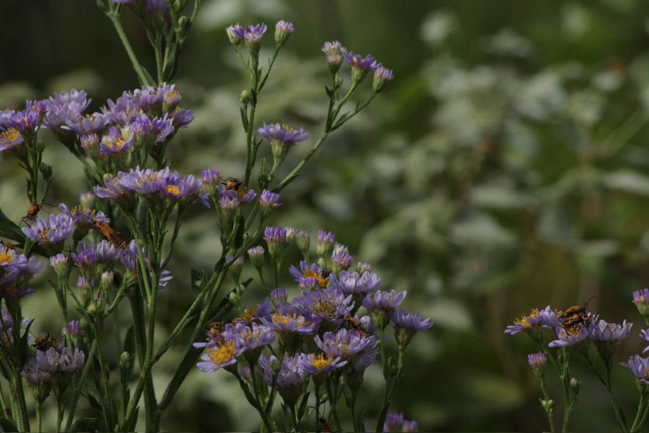 Natchez Glen Garden Club