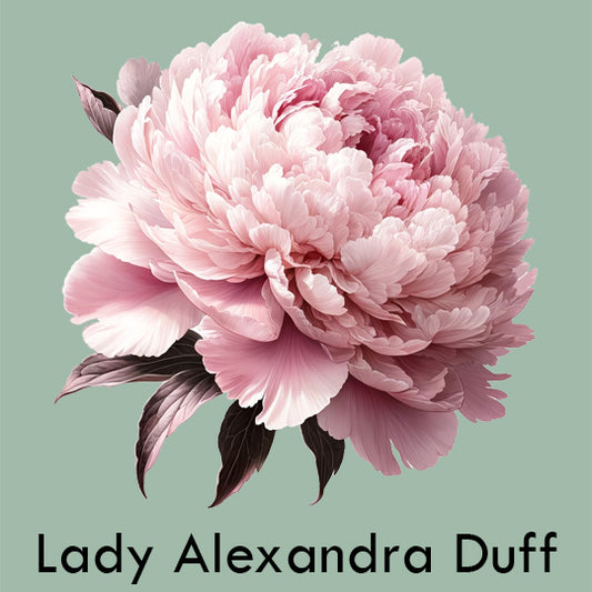 Peony 'Lady Alexandra Duff'