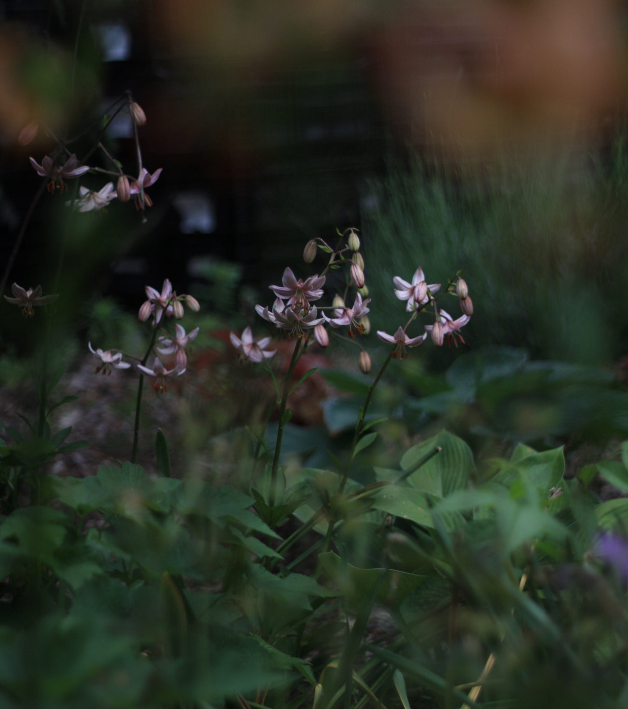 Natchez Glen Garden Club