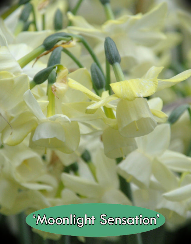 Daffodil Dream Collection