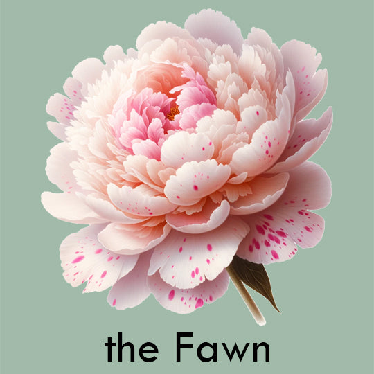 Peony 'The Fawn'