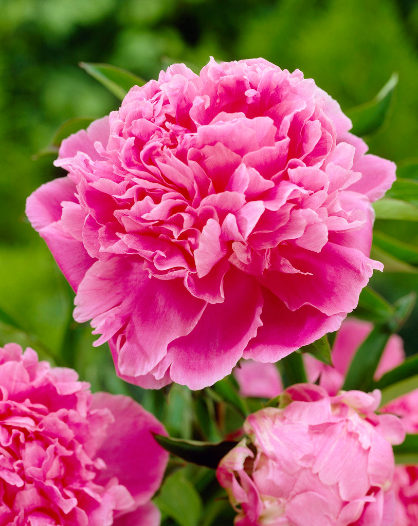 Curated Peony Trio: Jacorma, Catharina Fontijn & Steve's Choice