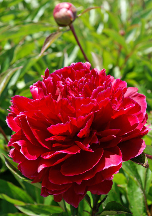 Peony Red Charm