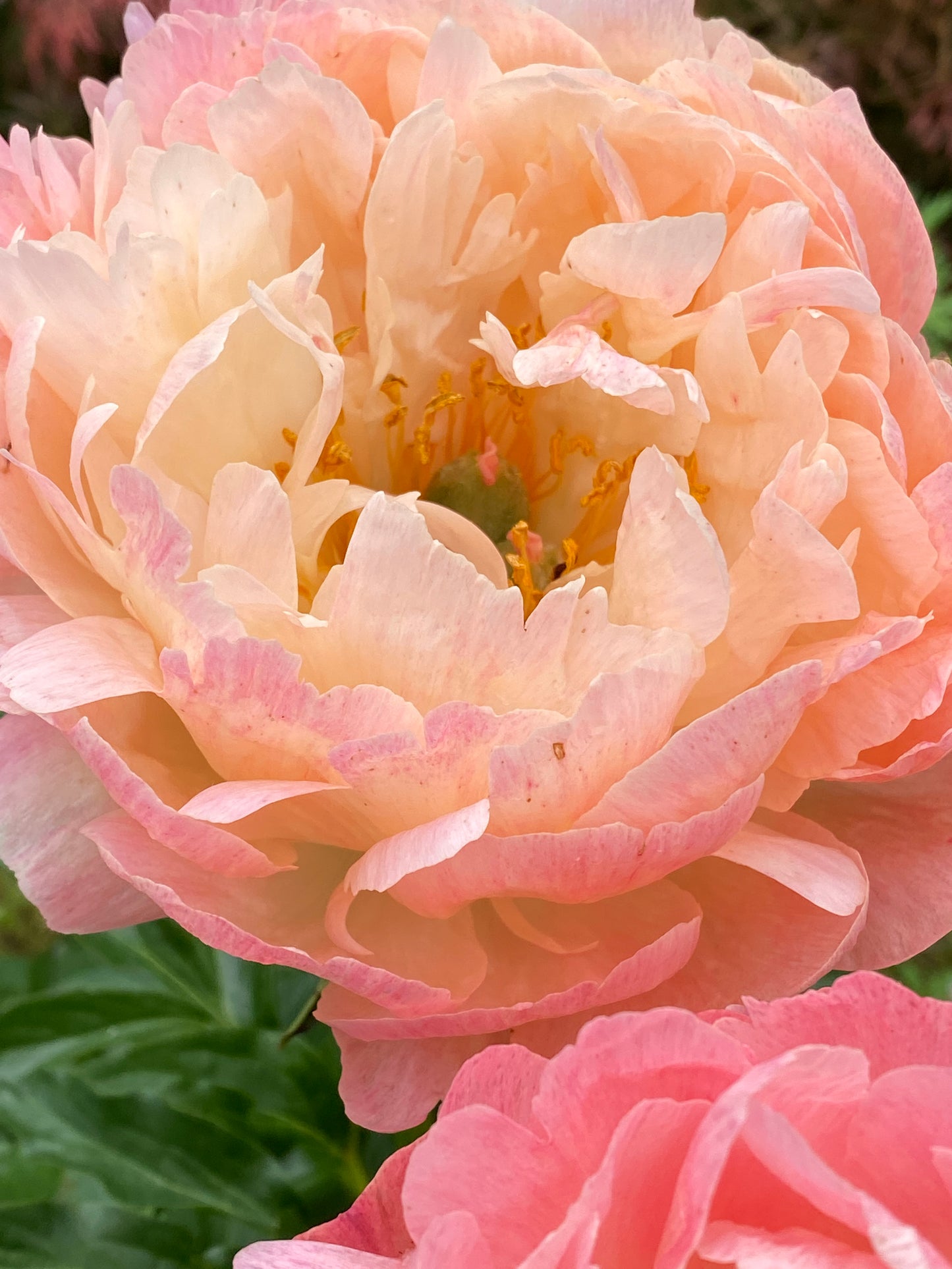 Peony Coral Charm