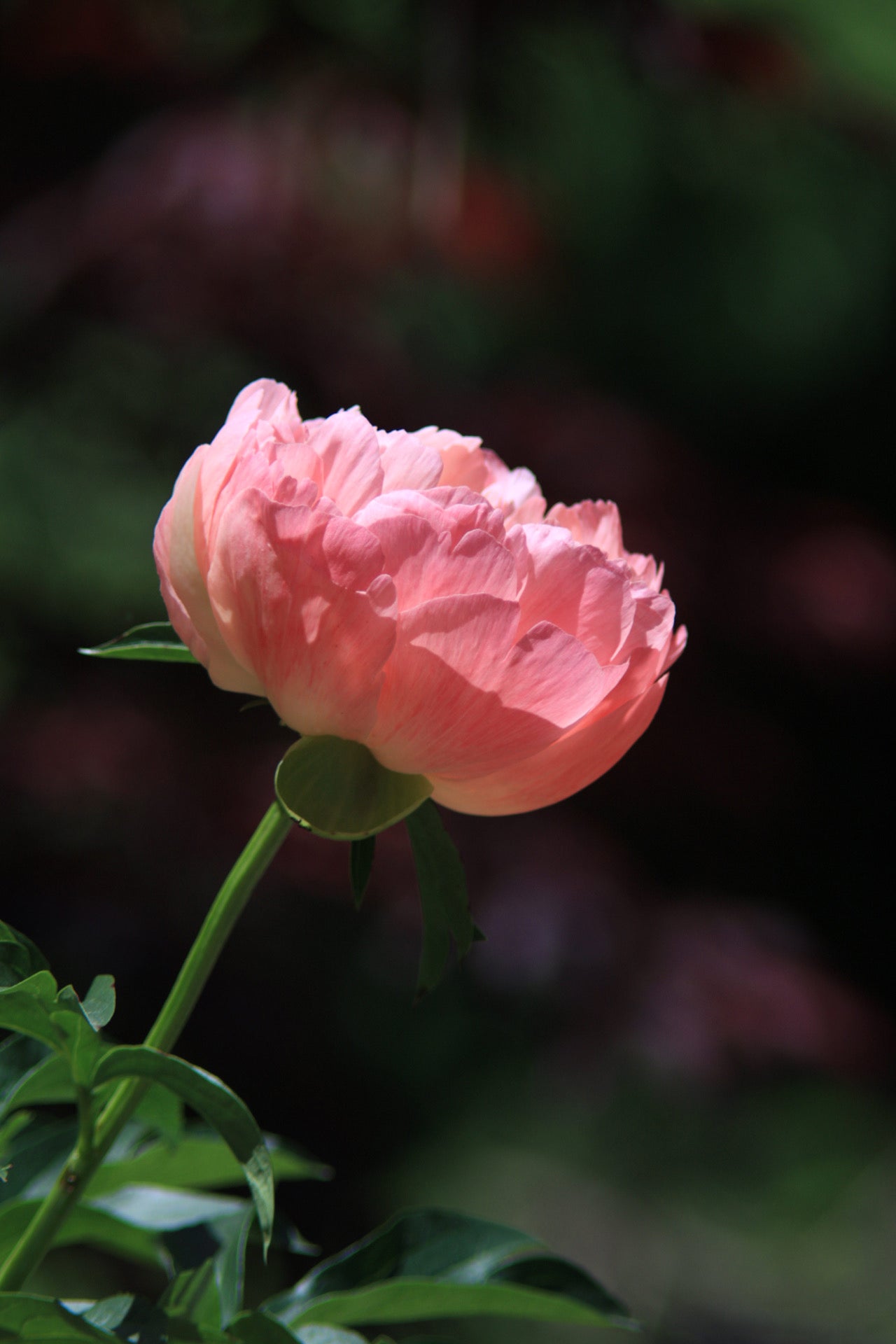 Peony Coral Charm