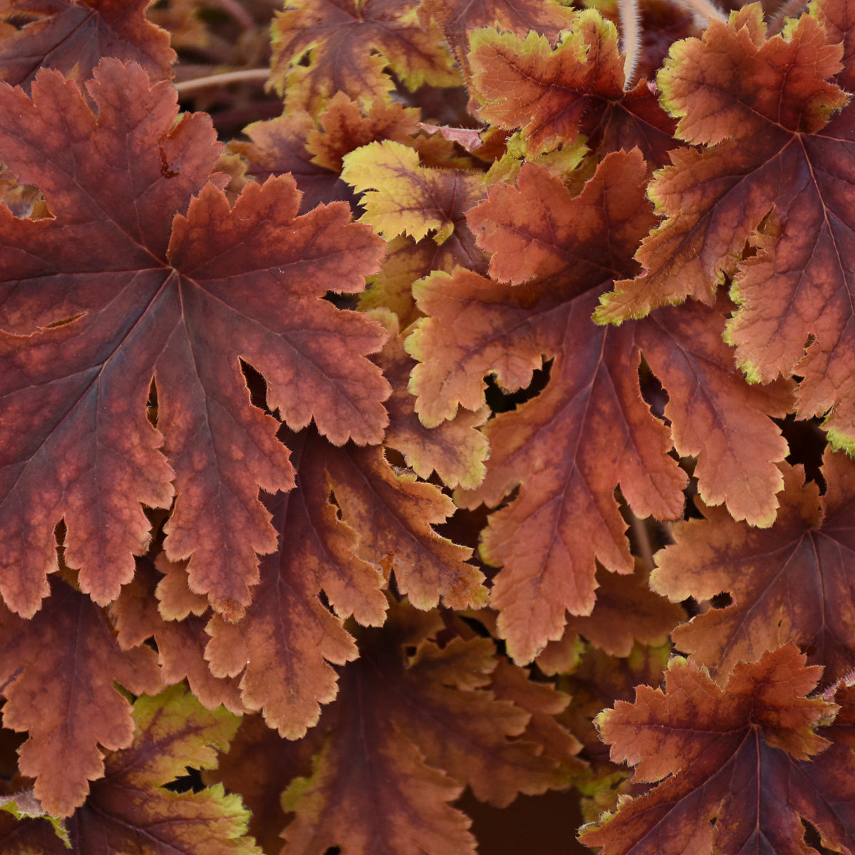 Heucherella Copper King