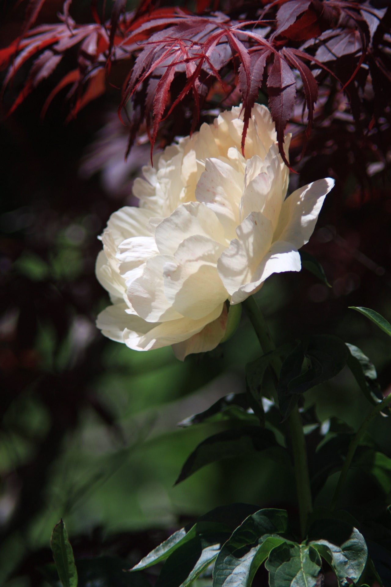 Peony Alertie