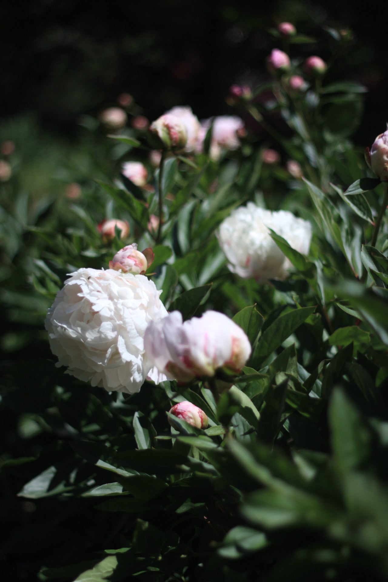 Peony Gardenia