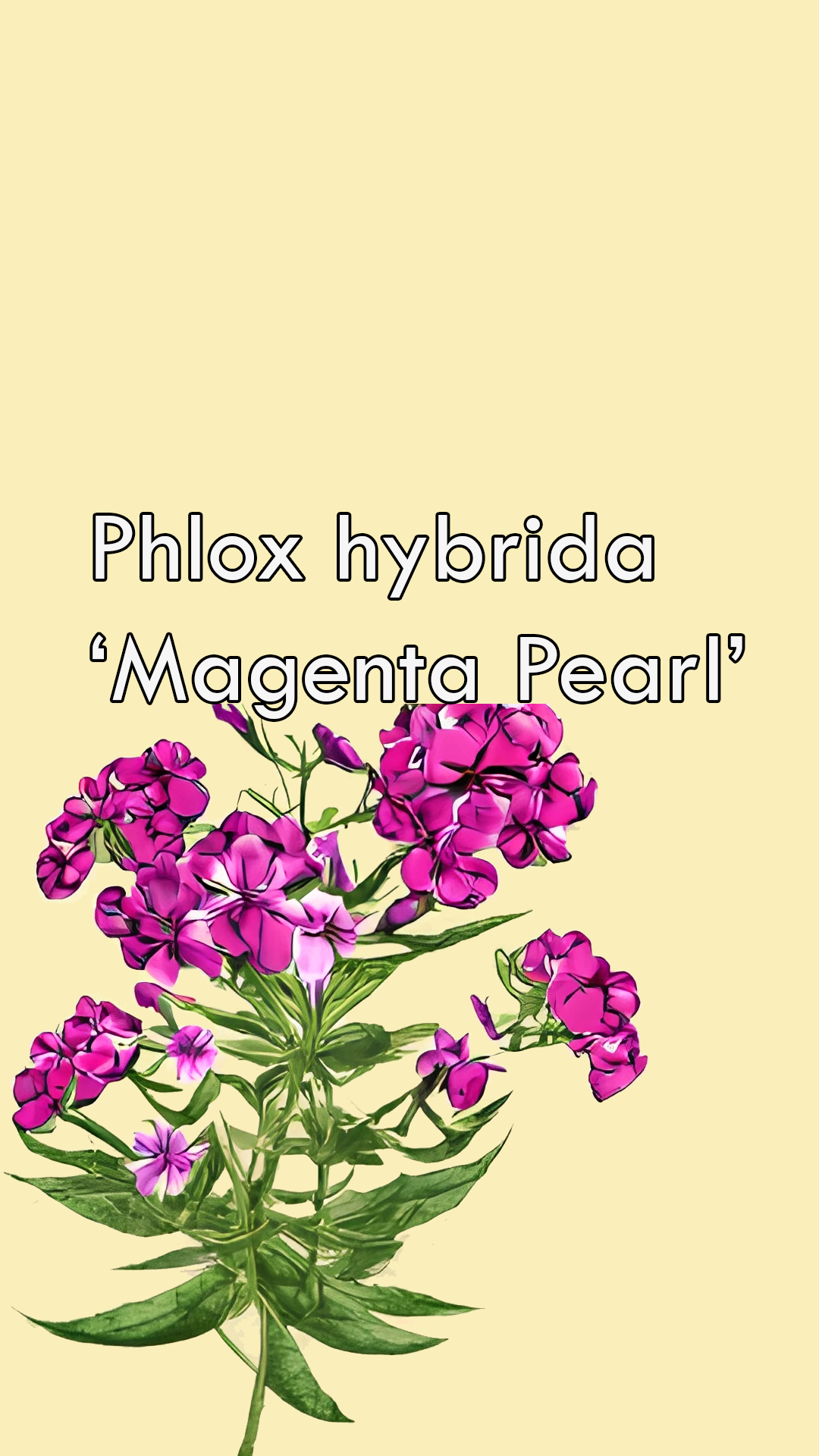 Phlox hybrida Magenta Pearl