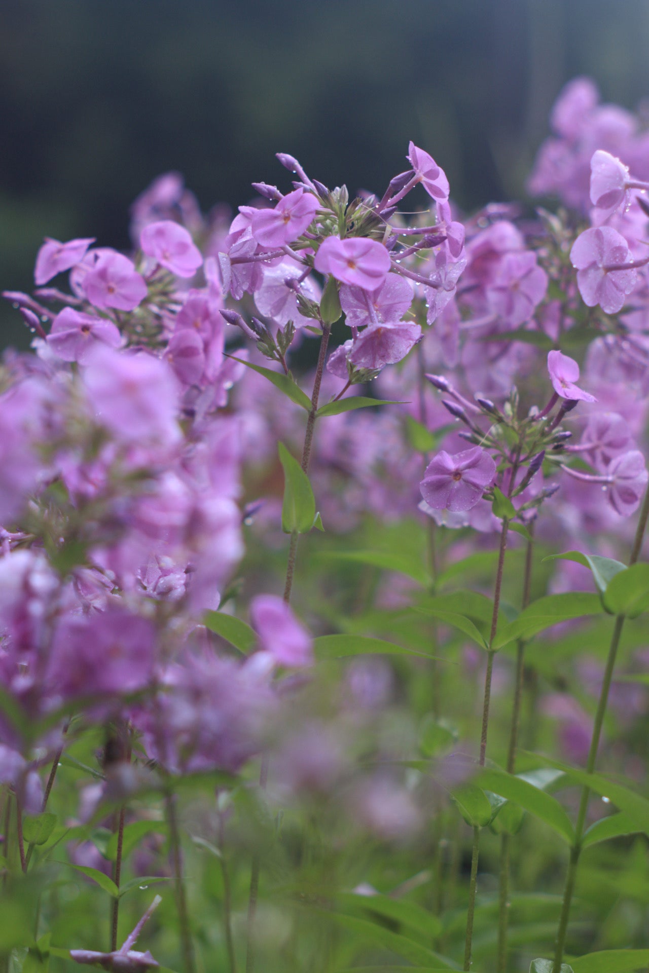 Phlox hybrida Magenta Pearl