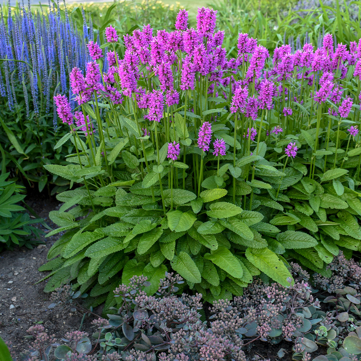 Stachys Hummelo