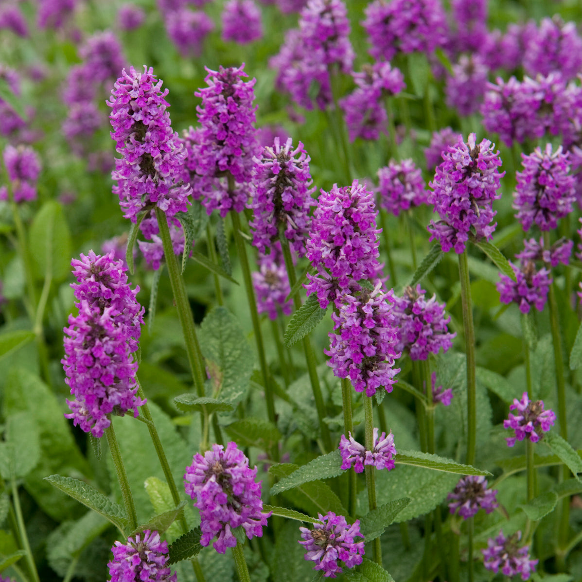 Stachys Hummelo