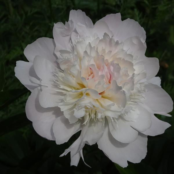 Peony Pecher