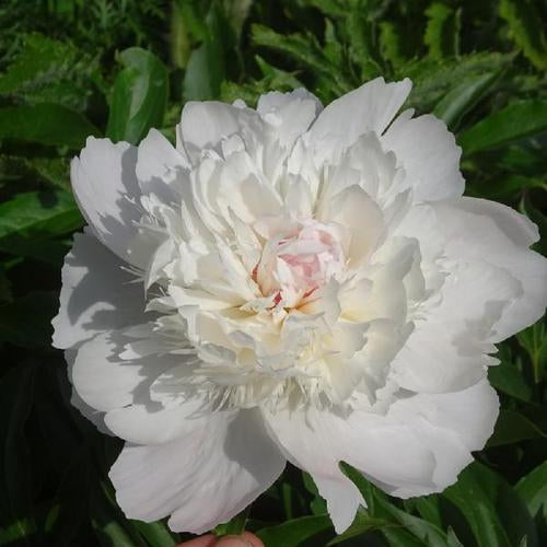 Peony Pecher