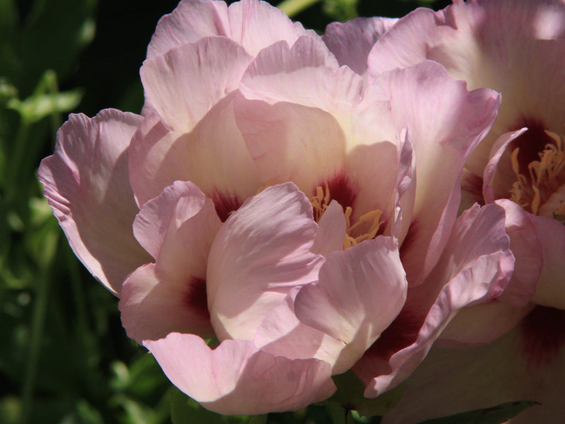 10 Fascinating Facts About Peonies: The Beloved Flower of the Artful Garden