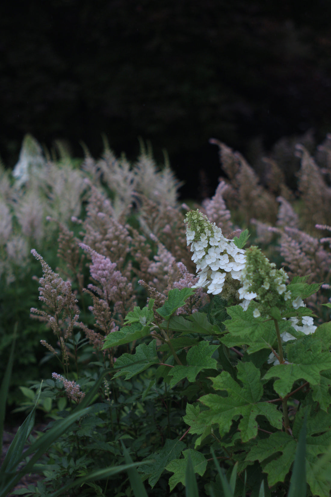 The Power of Plant Groupings: Why Odd Numbers are Key to Dynamic Garden Design