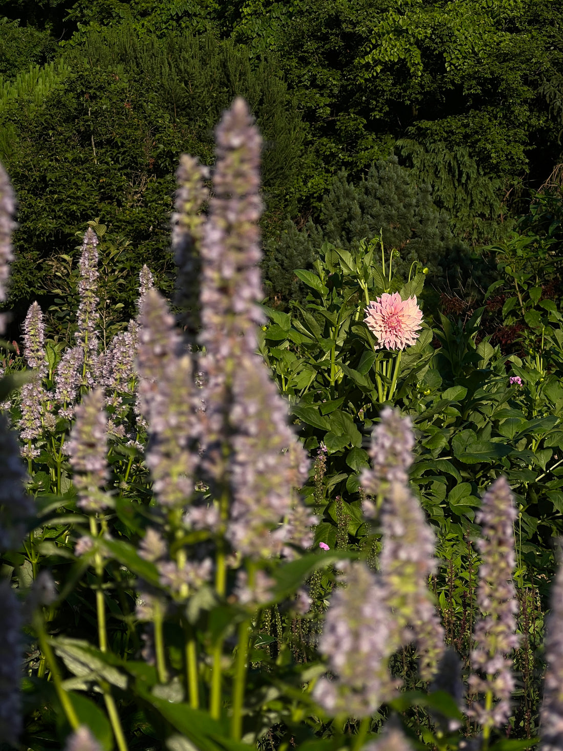 Embracing the Wild in Our Gardens: A Tale from Natchez Glen House