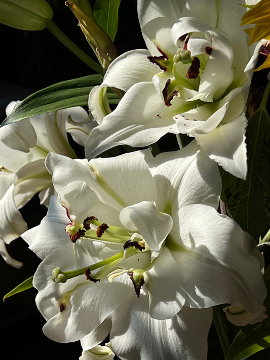 Summer Heat Champions: Phlox Paniculata and Lilium Tall Hybrids