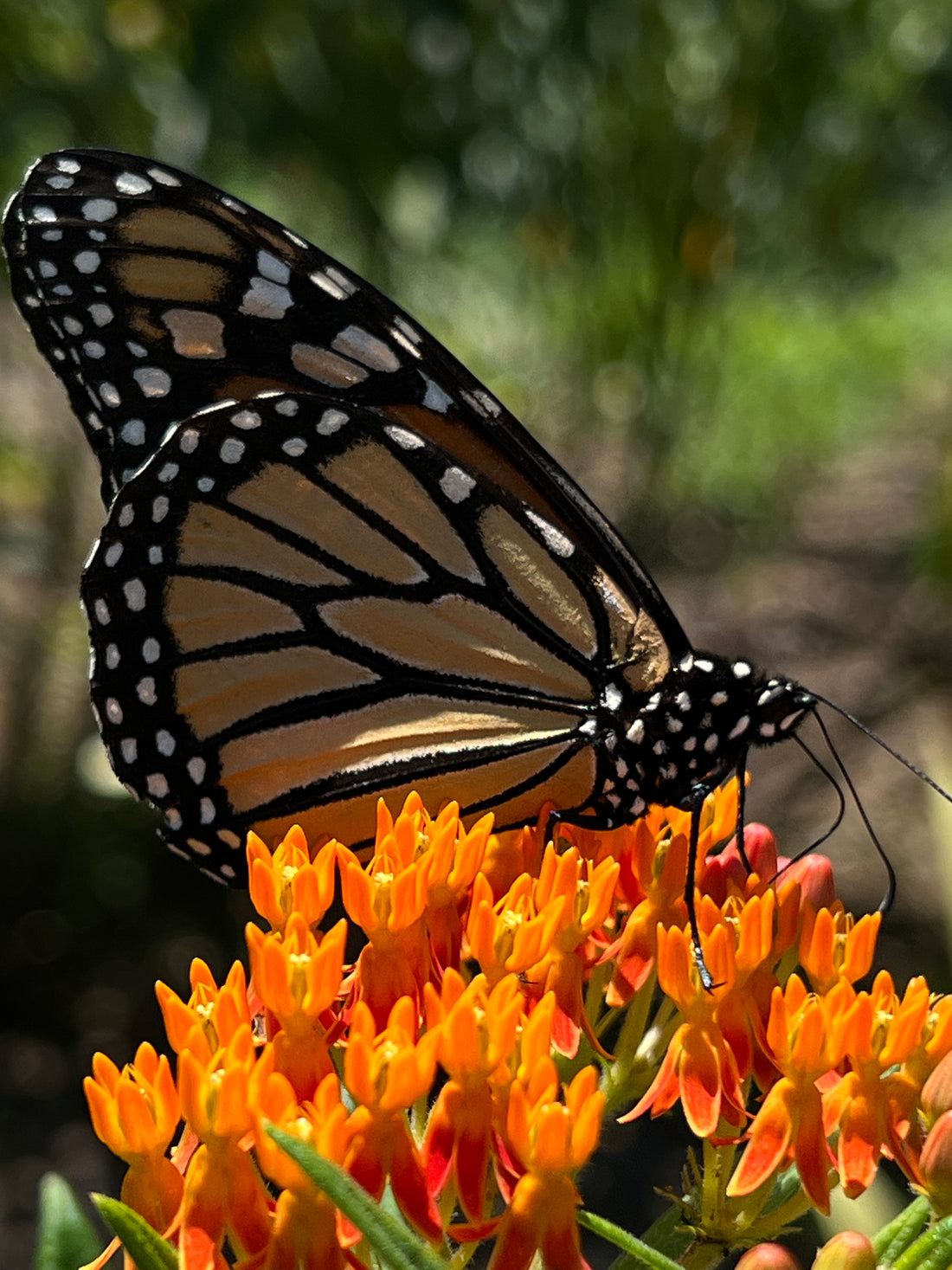 The Disappearing Act: Monarchs and Their Prairies