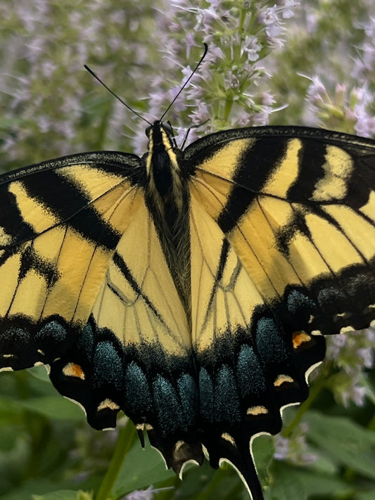 The Butterfly’s Ballet: A Gardener’s Reflections
