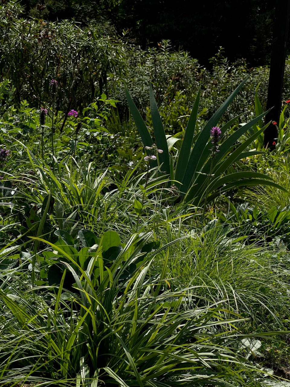 Carex: The Unsung Hero of Garden Design at Natchez Glen House