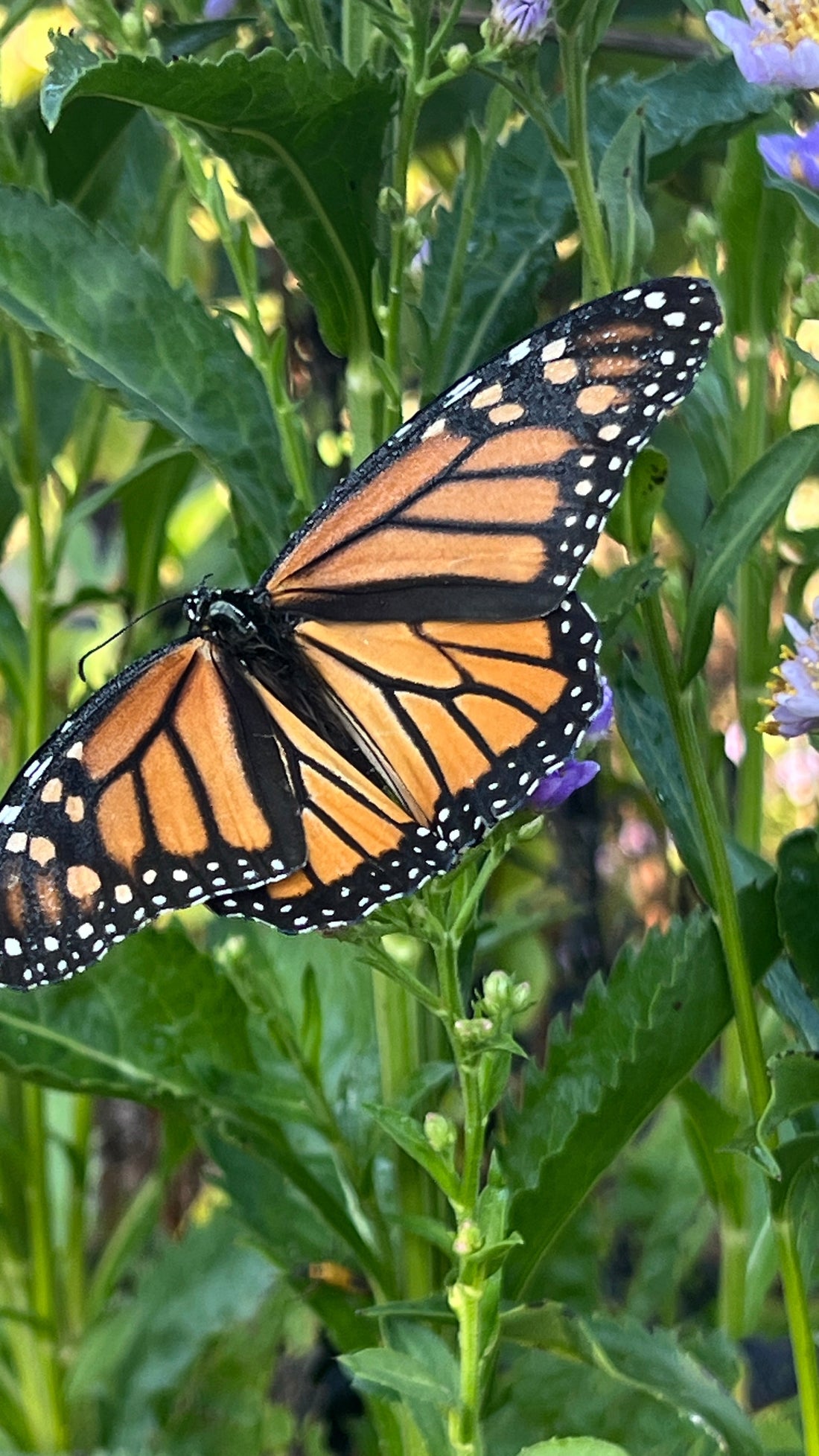 The Hay Bale Killed the Monarch Butterfly