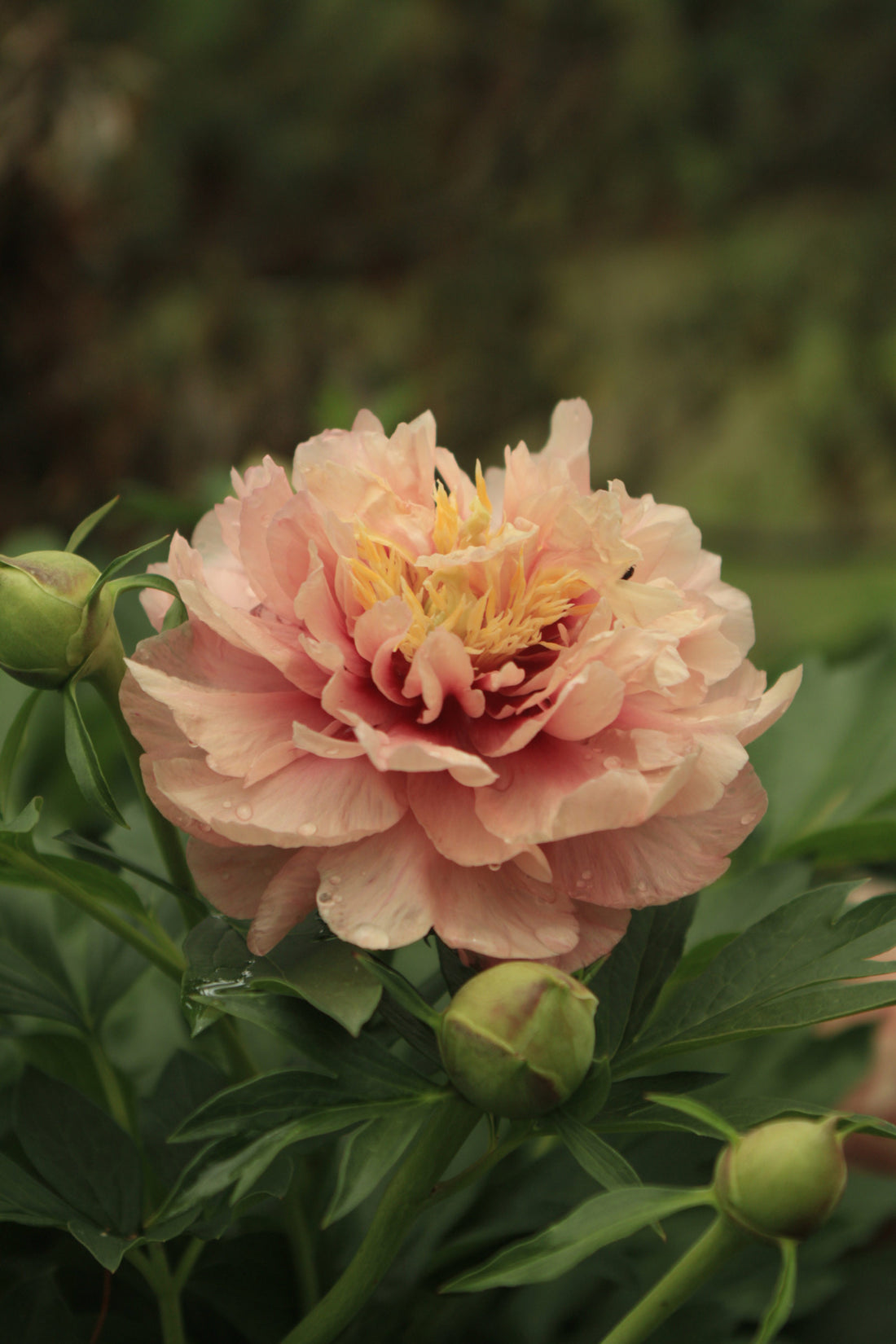 Explore the Beauty of Intersectional Peonies