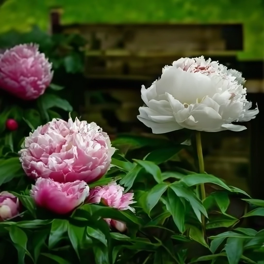 Embrace Traditional Peony Gardening: Why Raised Beds Should Be a Last Resort