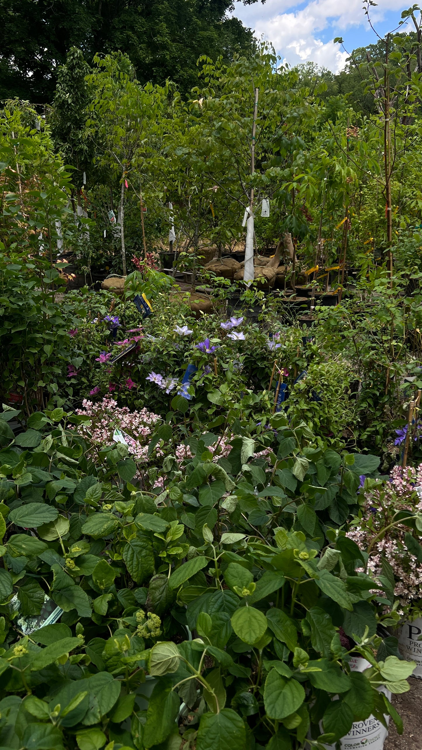 Garden & Nursery Visit — Sunday , June 21