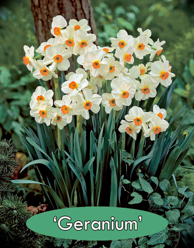 Daffodil 'Geranium'