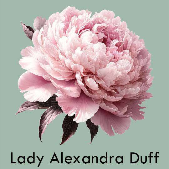 Garden Peonies – Natchez Glen House