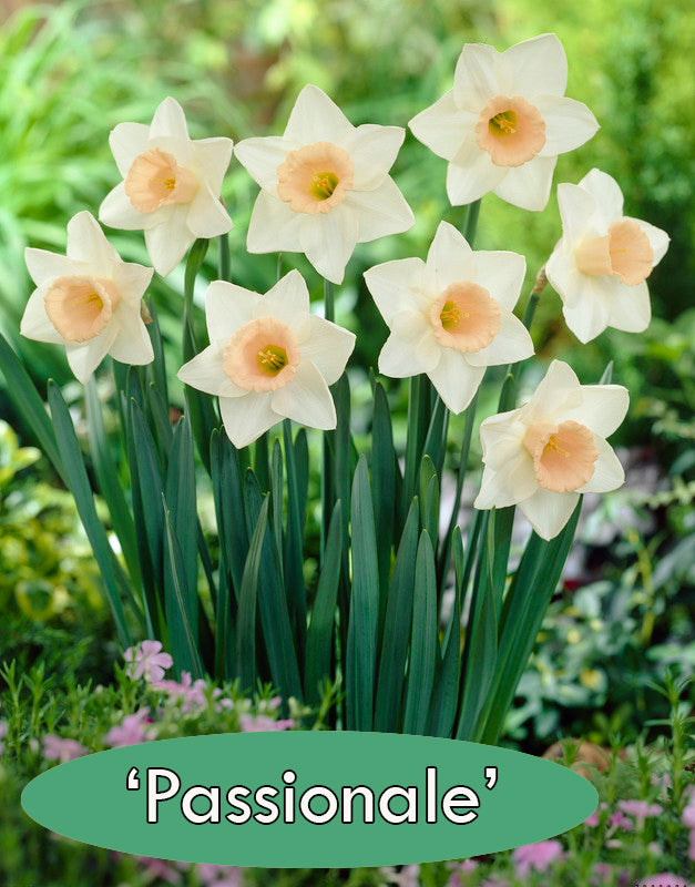 Daffodil Dream Collection