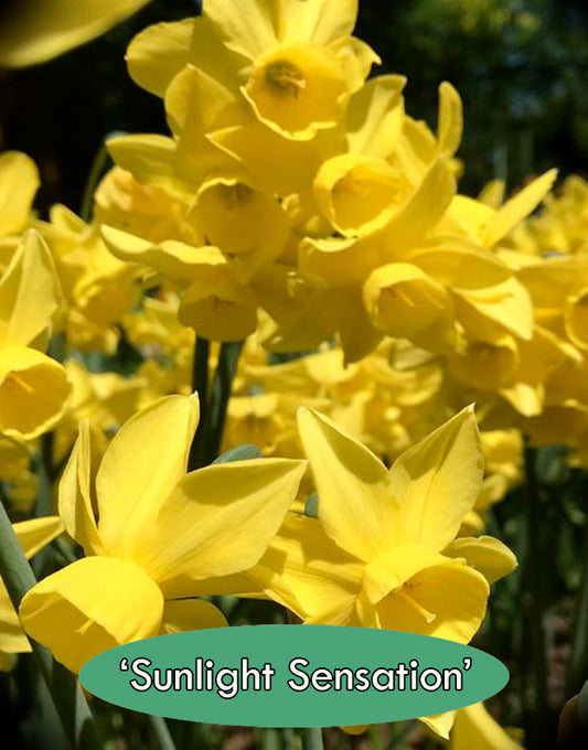 Daffodil 'Sunlight Sensation'