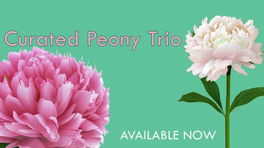 Curated Peony Trio: Jacorma, Catharina Fontijn & Steve's Choice