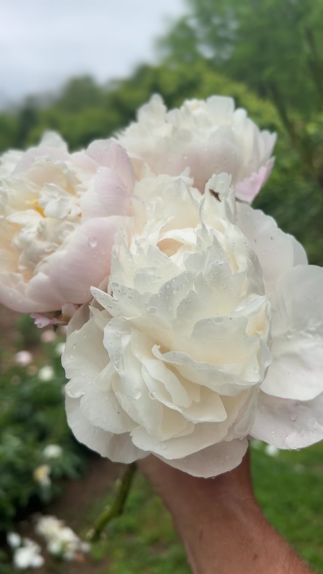 D*在様 apolina peony headscarf picnic chec Clinique My Happy™ Peony Picnic | Clinique