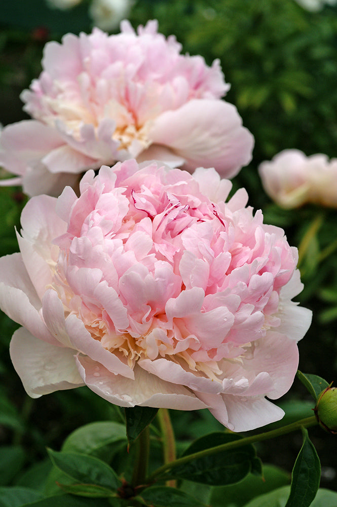 Peony Cutting Garden Collection