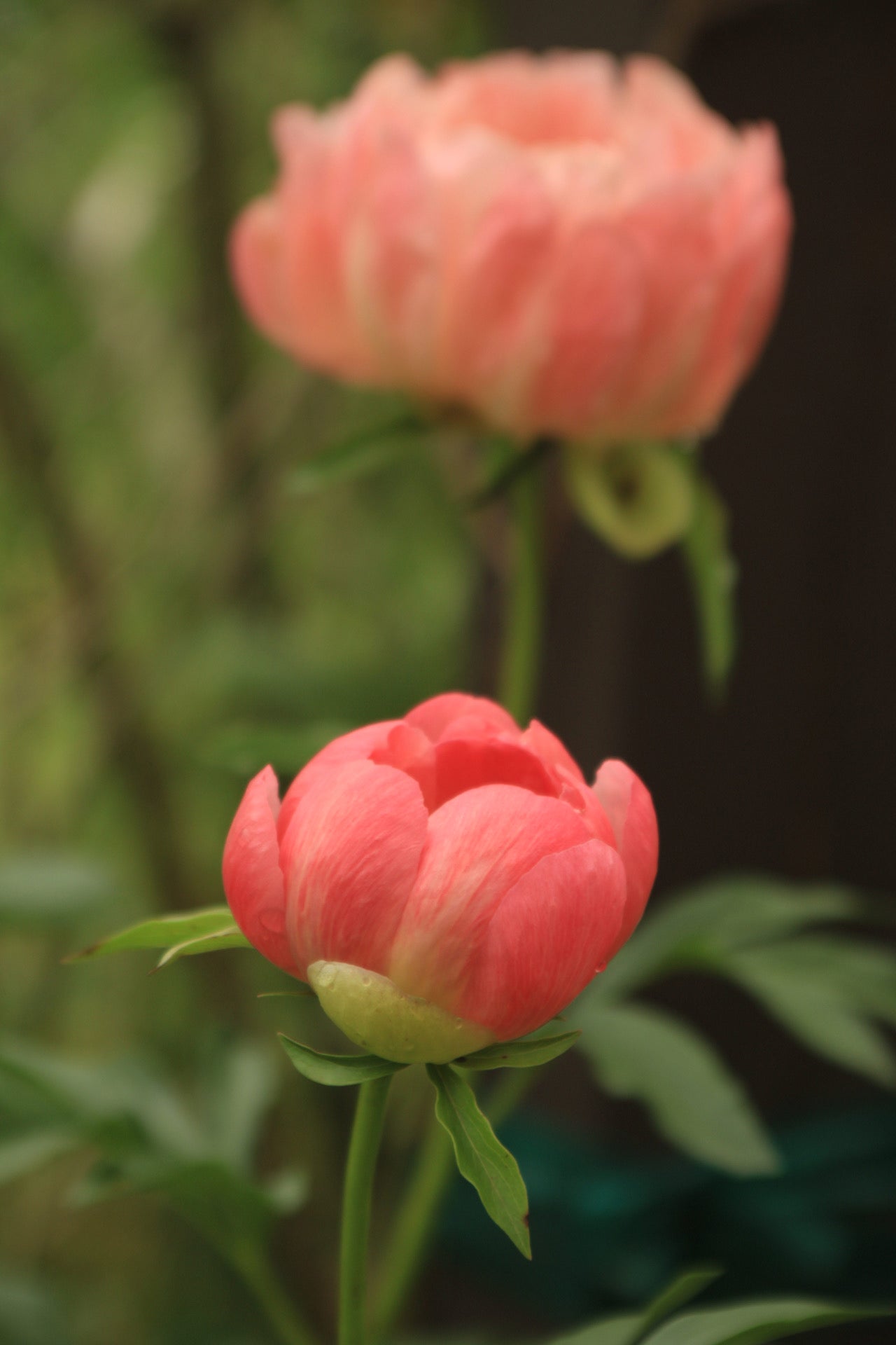 Peony Cutting Garden Collection