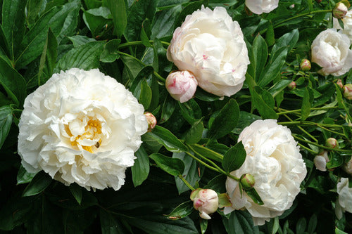 Peony Cutting Garden Collection
