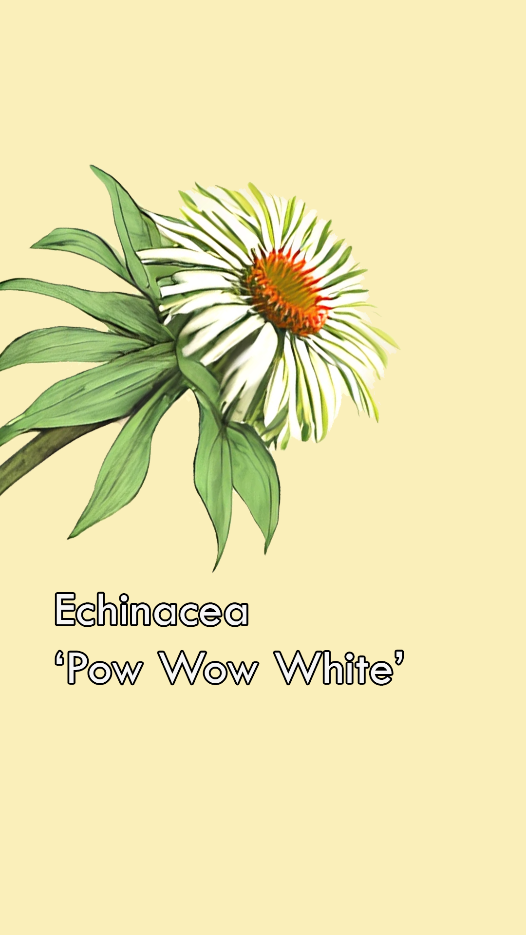 Echinacea Pow Wow White
