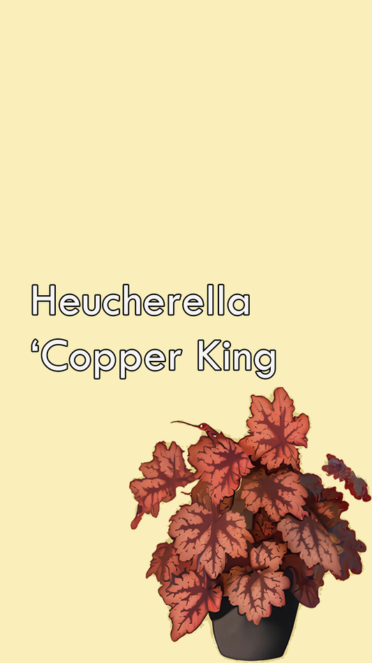 Heucherella Copper King