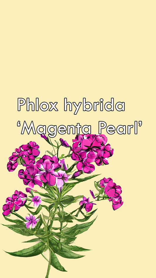 Phlox hybrida Magenta Pearl