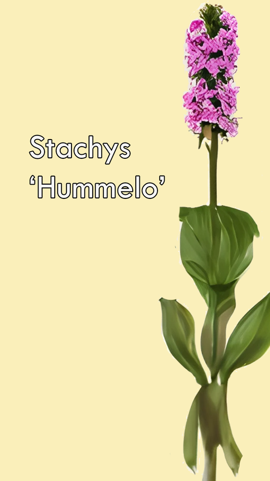 Stachys Hummelo