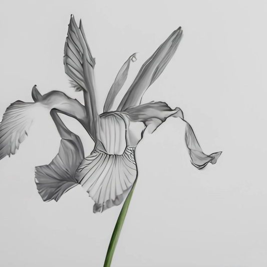 Iris siberica Swans In Flight